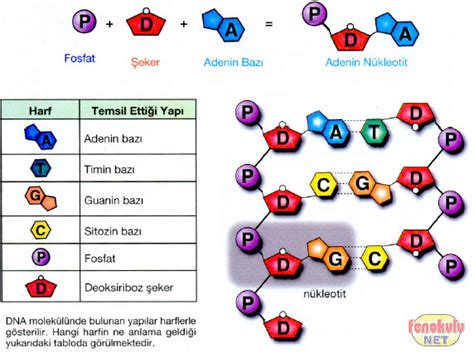 nükleotidler hangi bağ ile bağlanır